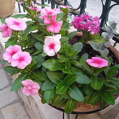 La Casa Di Bella A Tradional Stone House With Barbecue Kariá