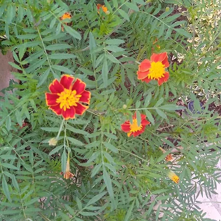 Dom wakacyjny La Casa Di Bella A Tradional Stone House With Barbecue