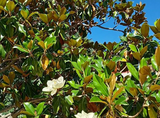 La Casa Di Bella A Tradional Stone House With Barbecue * Καρυά