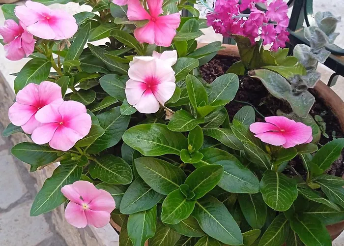 La Casa Di Bella A Tradional Stone House With Barbecue Καρυά