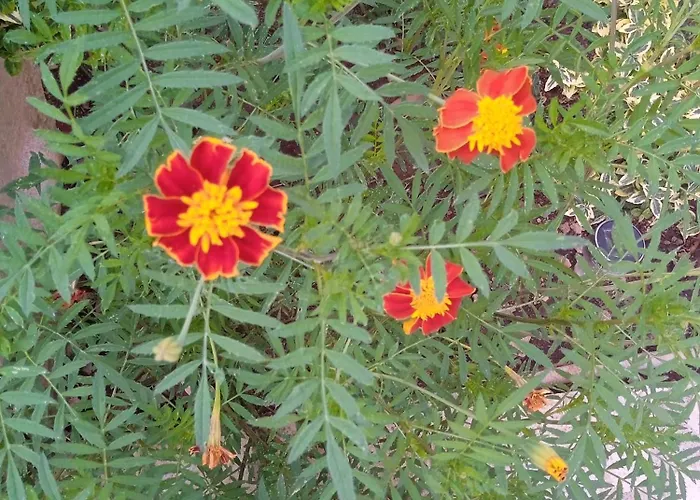 Σπίτι διακοπών La Casa Di Bella A Tradional Stone House With Barbecue